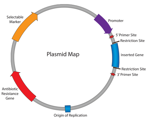 Plasmids-101-Plasmid-Map-Addgene